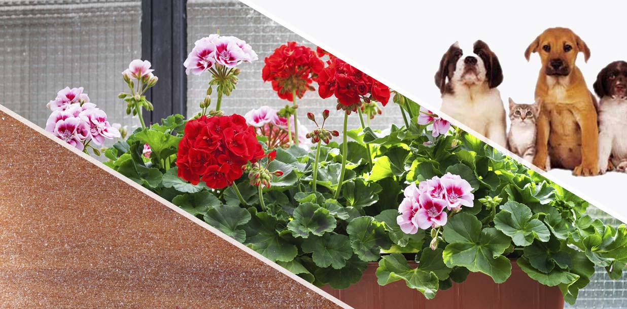 Fresh Flowers in a Garden with Group of adorable pets