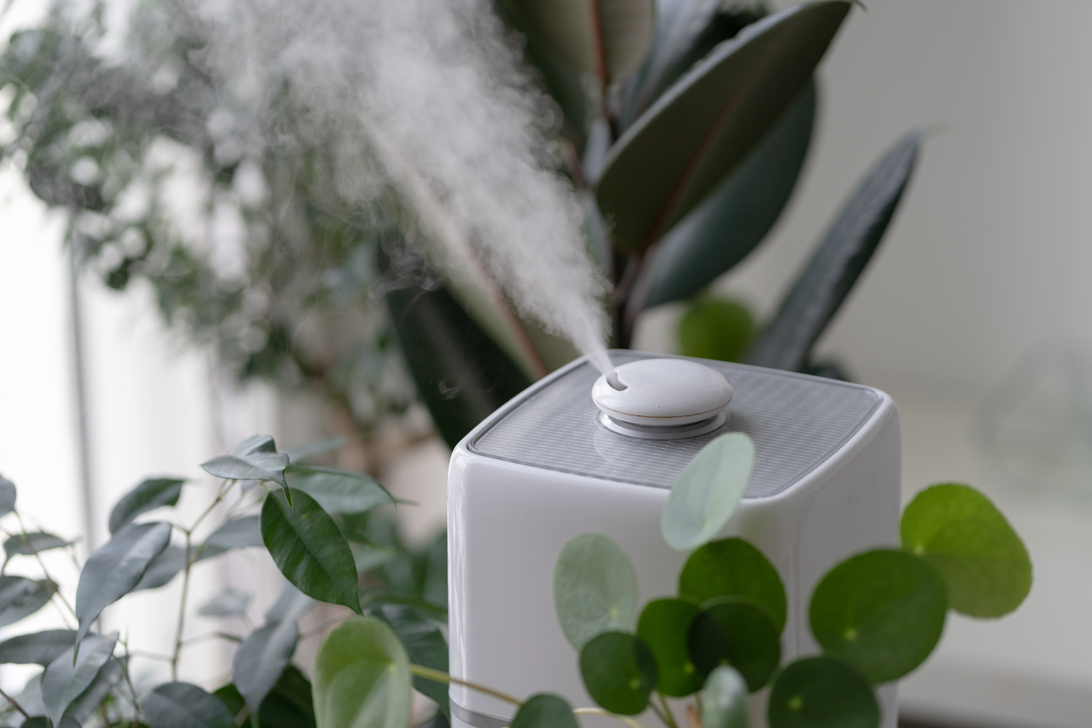 Steam from humidifier moistens dry air surrounded by indoor houseplants home garden plant care